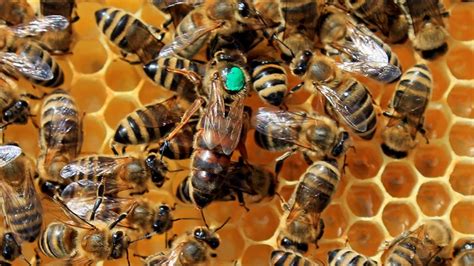 Saskatraz Honey Bee Queen Bees For Sale Free Shipping United States