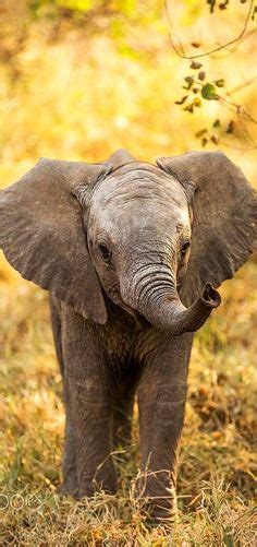 174 Best Elephants Images Elephant Love Elephant