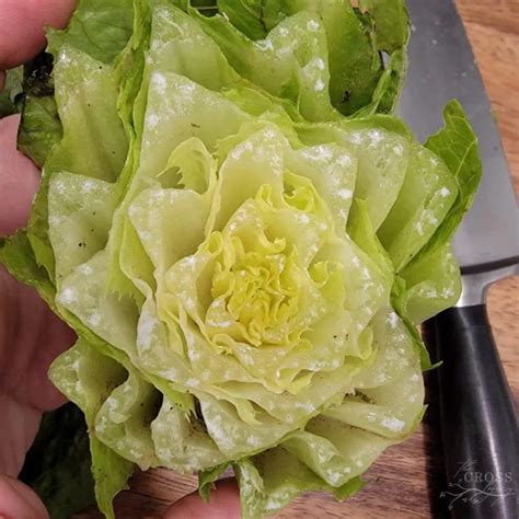 How To Keep Lettuce Fresh For Weeks The Cross Legacy Glass Food