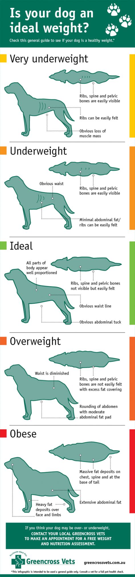 German Shepherd Weight Chart Is My Dog Overweight Or Underweight