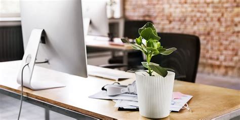 The Best Office Plants Plants That Will Thrive On Your Desk