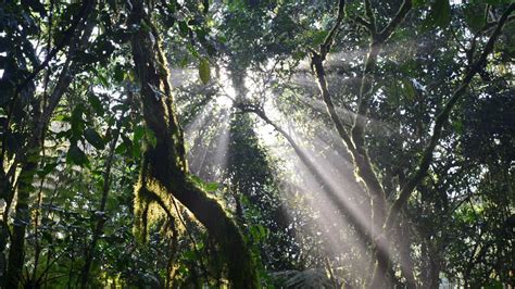 | as names go, there's hardly a more evocative african destination than the impenetrable forest of bwindi. Bwindi impenetrable national park - Lakato Safaris,Gorilla Trekking, Uganda Safaris