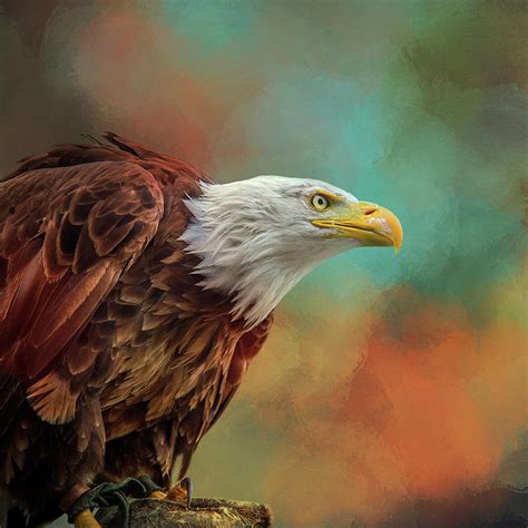 Colorful Portrait Of A Bald Eagle Digital Art By Diana Van Tankeren