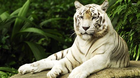 White Tiger Wallpapers Widescreen Wallpaper Cave