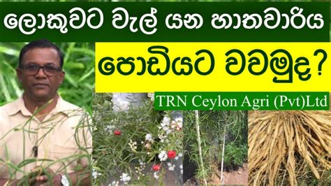 ඉඩ තියන විදියට ඖෂධීය හාතවාරිය වවමු Ceylon Agri Episode 61 Youtube