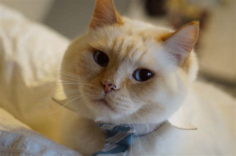 Many of the most popular. 500 Fancy Cat Names that are Posh and Elegant | PetPress