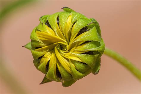 Sunflower Bud Opening Photograph By Steven Schwartzman Pixels