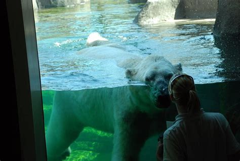 Como Zoos New Polar Bear Exhibit Opens Today Minnesota Public Radio News