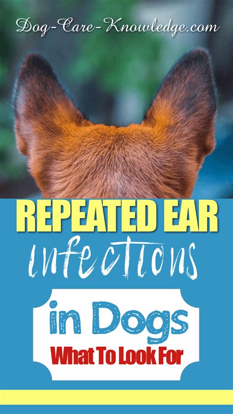 Heres What To Look Out For With Repeated Ear Infections In Dogs You