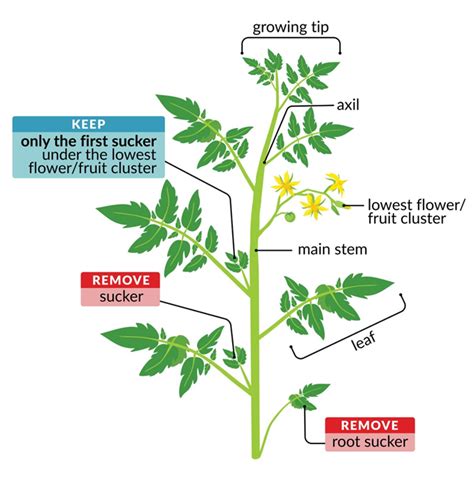The List Of 9 How To Trim A Tomato Plant