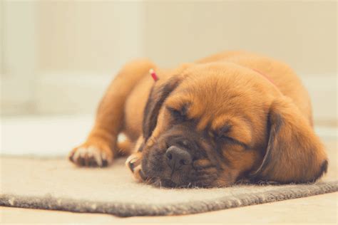 A pup must be shown fast and firmly that you. Why Does My Puppy Breathe Fast During Sleep?