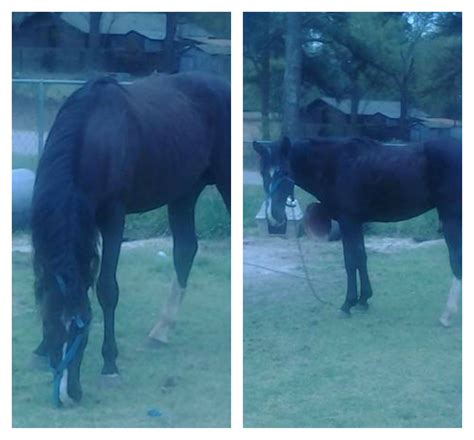 Best of Craigslist: ‘APHA Gilding – $2’ | HORSE NATION