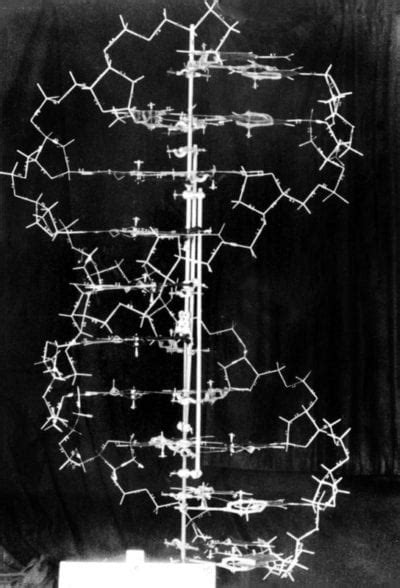 Dna Discovery When Watson And Crick Discovered And Modeled The Structure