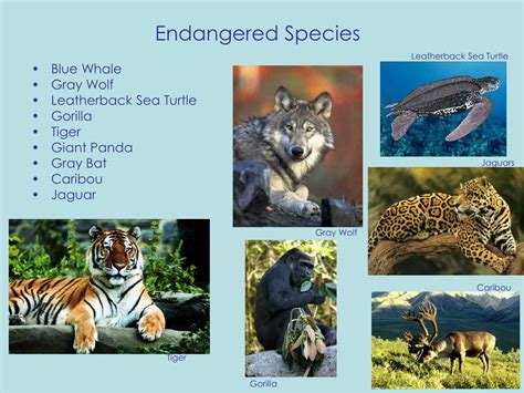 Ppt Endangered Species Act Of 1973 Powerpoint Presentation Free