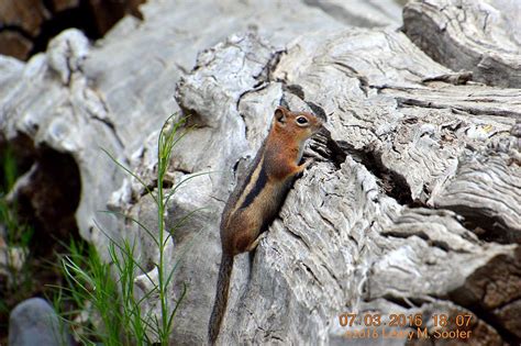 Many Chipmunks In The Park Rv Parking