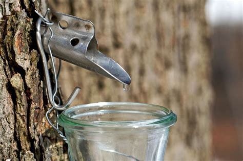 Step By Step Guide To Homemade Maple Syrup Straight From The Tree Off