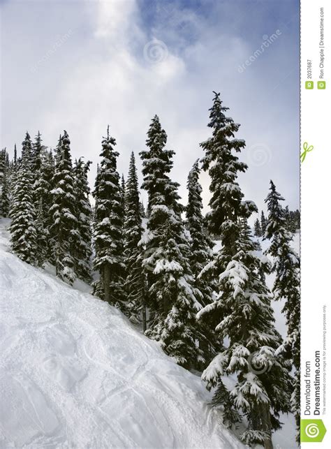 Pine Trees On Snowy Mountain Side Stock Image Image Of