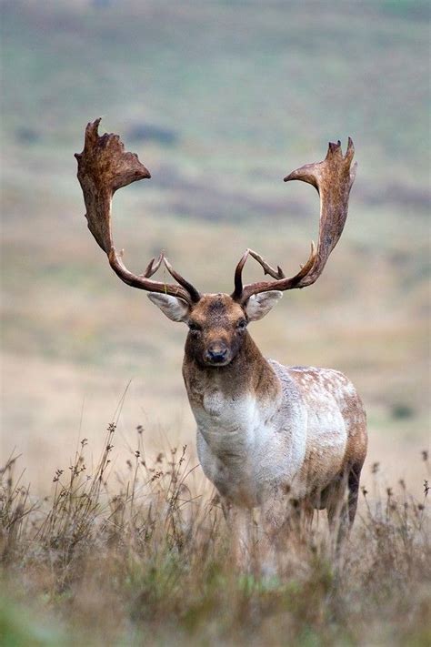 Portrait Of A Fallow Deer Stag By Nickbphotouk Photography 101 Photo