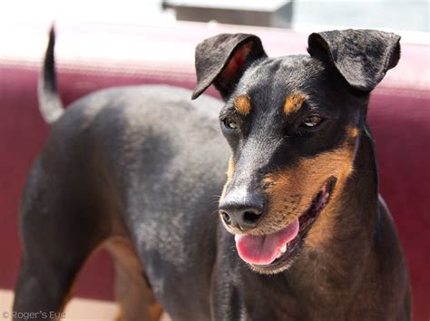 Manchester Terrier A Complete Guide To A True Terrier Animal Corner