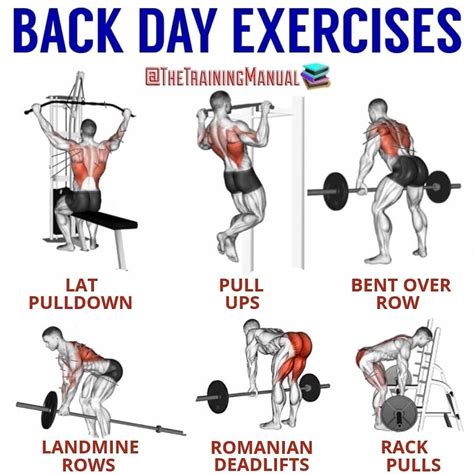 What Are The Benefits Of Back Exercises Workout Plan Gym Back