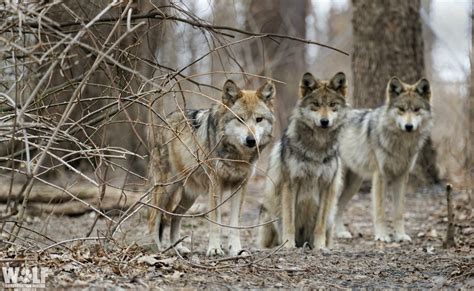 Three Endangered Mexican Gray Wolves Found Dead In Arizona