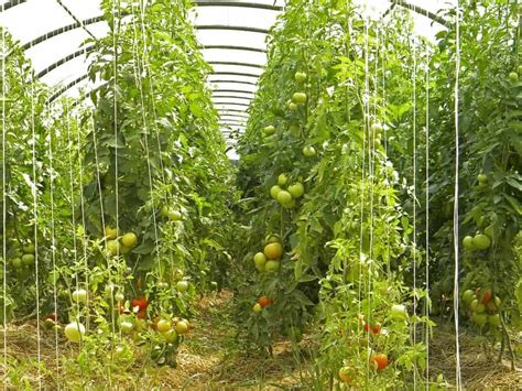 Bis wann kann man tomaten pflanzen? 【ᐅ】Tomaten auspflanzen ins Freie | Wann darf ich 2019 setzen