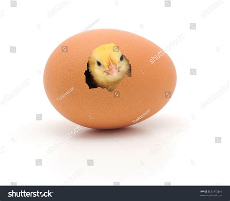 831 Baby Comes Out Of An Egg Images Stock Photos And Vectors Shutterstock