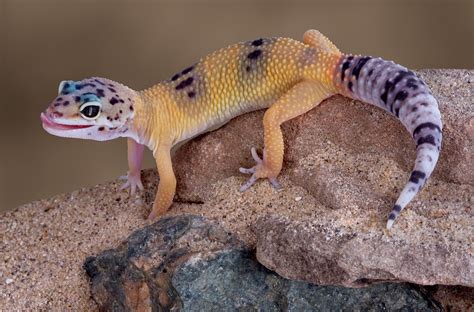 Leopard Gecko Images Home Design Ideas