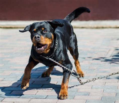 Protection Dogs What To Look For In A Good Guard Dog