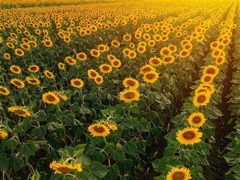 Aerial View Of Sunflower Field In Summer Sunset Stock Image Image Of