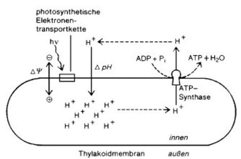 Transport von protonen (protonenpumpe) über die biologische membran. protonenmotorische Kraft - Lexikon der Biologie