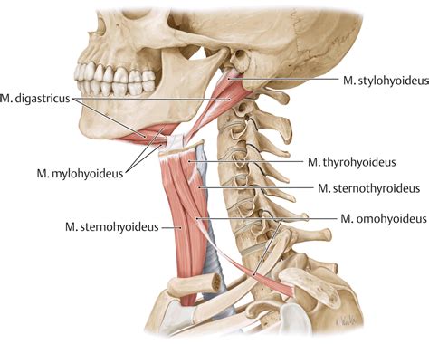 Image Description Medical Anatomy Neck Muscle Anatomy Human Anatomy And Physiology