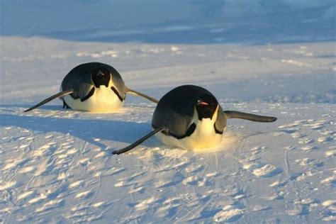Waddling In A Winter Wonderland How Penguins Humans And Other