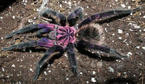 Brazilian Pink Bloom Tarantula Spider Species Tarantula Pet Spider