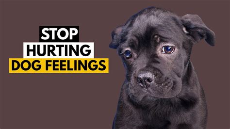 10 Things That Emotionally Hurt Your Dog Youtube