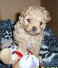Only guaranteed quality, healthy puppies. Maltipoo Breeders - Maltipoo puppies for sale Indiana ...