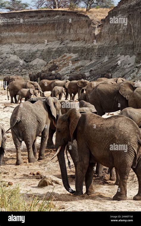 african elephants herd loxodanta africana herbivores largest land mammal muscular trunk