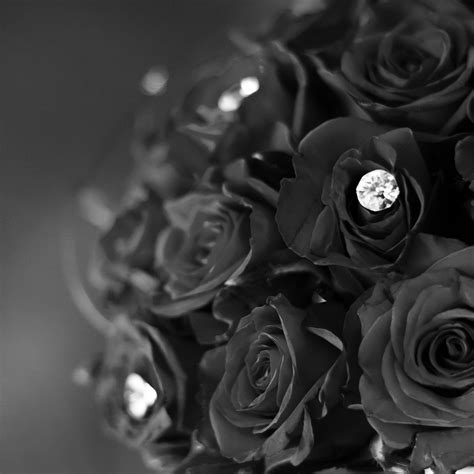 Rose Flower With Diamond Dark Bw Love Propose Ipad Air Wallpapers Free