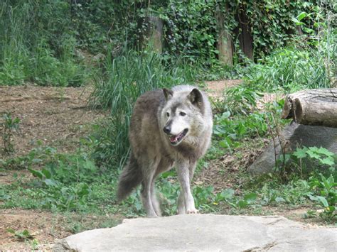 American Trail Grey Wolf Colby Zoochat