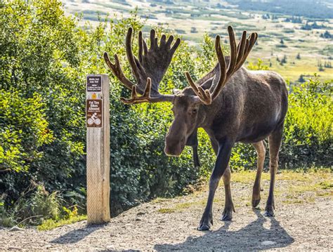 National Animal Of Sweden Whatsanswer