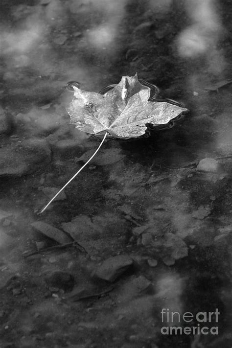 Floating Leaf No 3 2384 Photograph By Ken Depue Fine Art America