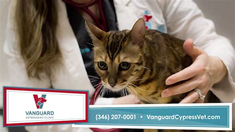 Vanguard Vet Clinic Cypress | Veterinary Services in Cypress - YouTube