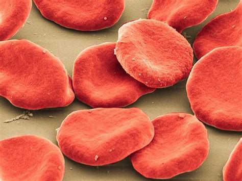 Harmful Bacteria Masquerade As Red Blood Cells Realclearscience