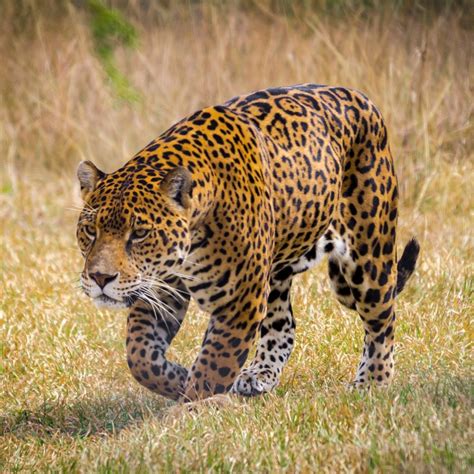 Apr 25, 2017 · the jaguar's numbers are constantly declining, and it is currently a near threatened species. Jaguar habitat, CIA black sites, and deadly insurance ...