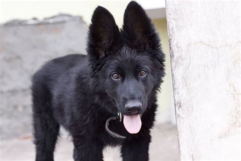 As you might have guessed, the main difference between the two dogs is coat length. 7 Things You Didn't Know About The Black German Shepherd ...