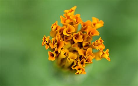 Wallpaper Flowers Nature Plants Yellow Orange Pollen Leaf Flower Background Flora