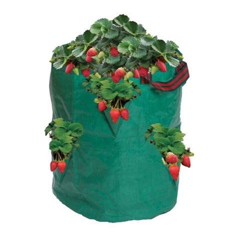 Strawberry Grow Bags The East Way To Grow Your Own Strawberries