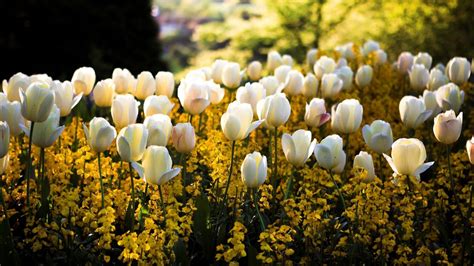 White Tulips And Yellow Flowers Pictures Photos And Images