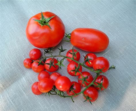 Tomato Vegetables Red Free Photo On Pixabay Pixabay