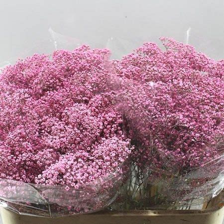 GYPSOPHILA DYED PINK 80cm Wholesale Dutch Flowers Florist Supplies